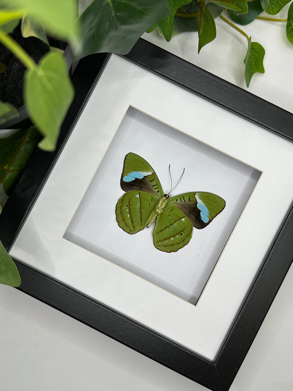 Nessaea Hewitsoni Butterfly in a frame | Male #2