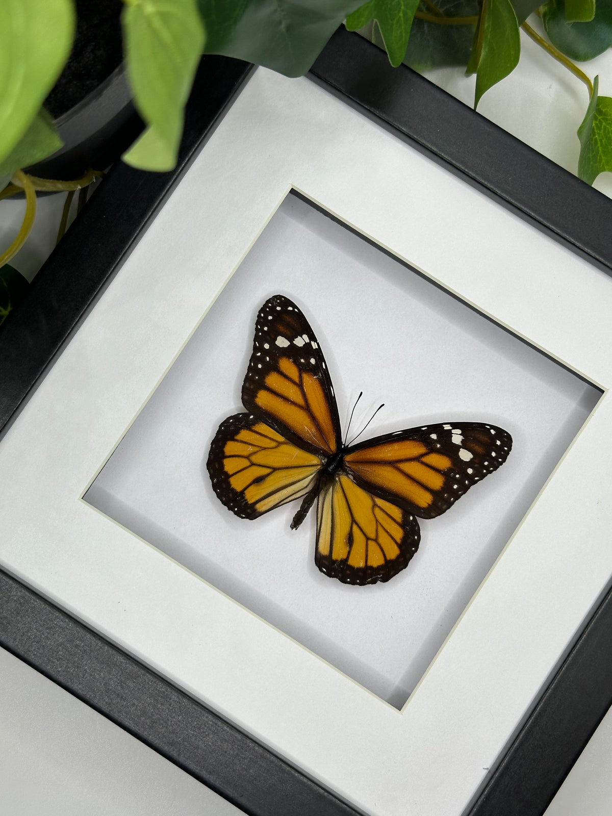 Monarch Butterfly / Danaus Plexippus in a square frame