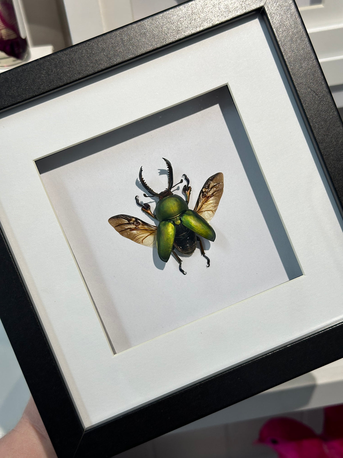 Saw-Tooth Stag Beetle / Lamprima Adolphinae in a frame | Spread