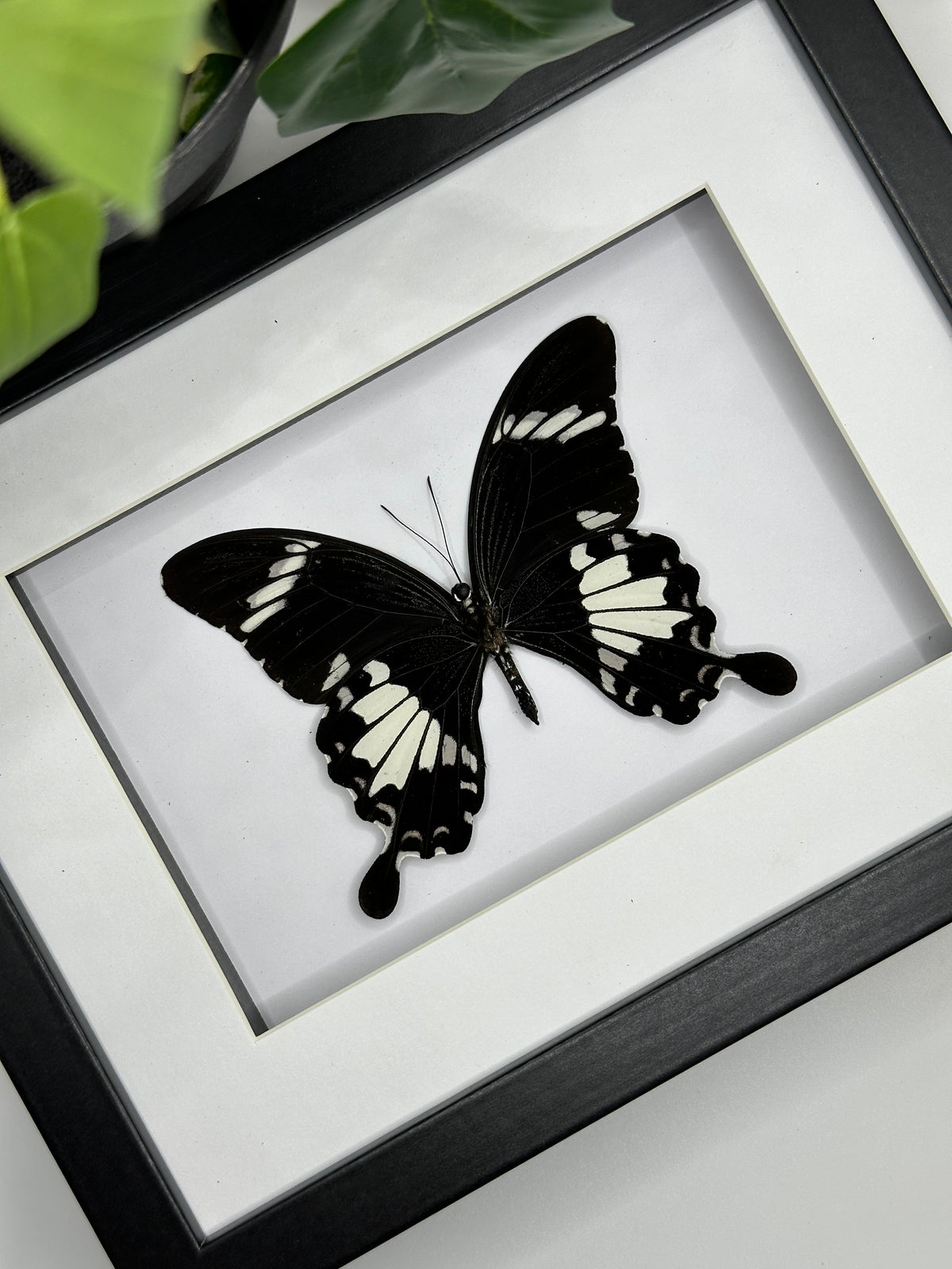 Black & White Helen Butterfly / Papilio Nephelus Suntus in a frame | Landscape