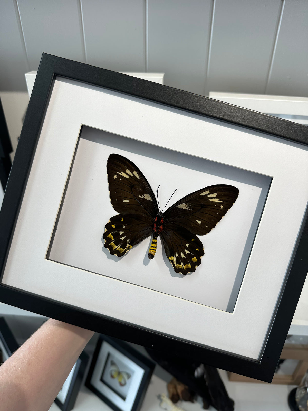 Cairns Birdwing / Ornithoptera Euphorion in a frame | Female