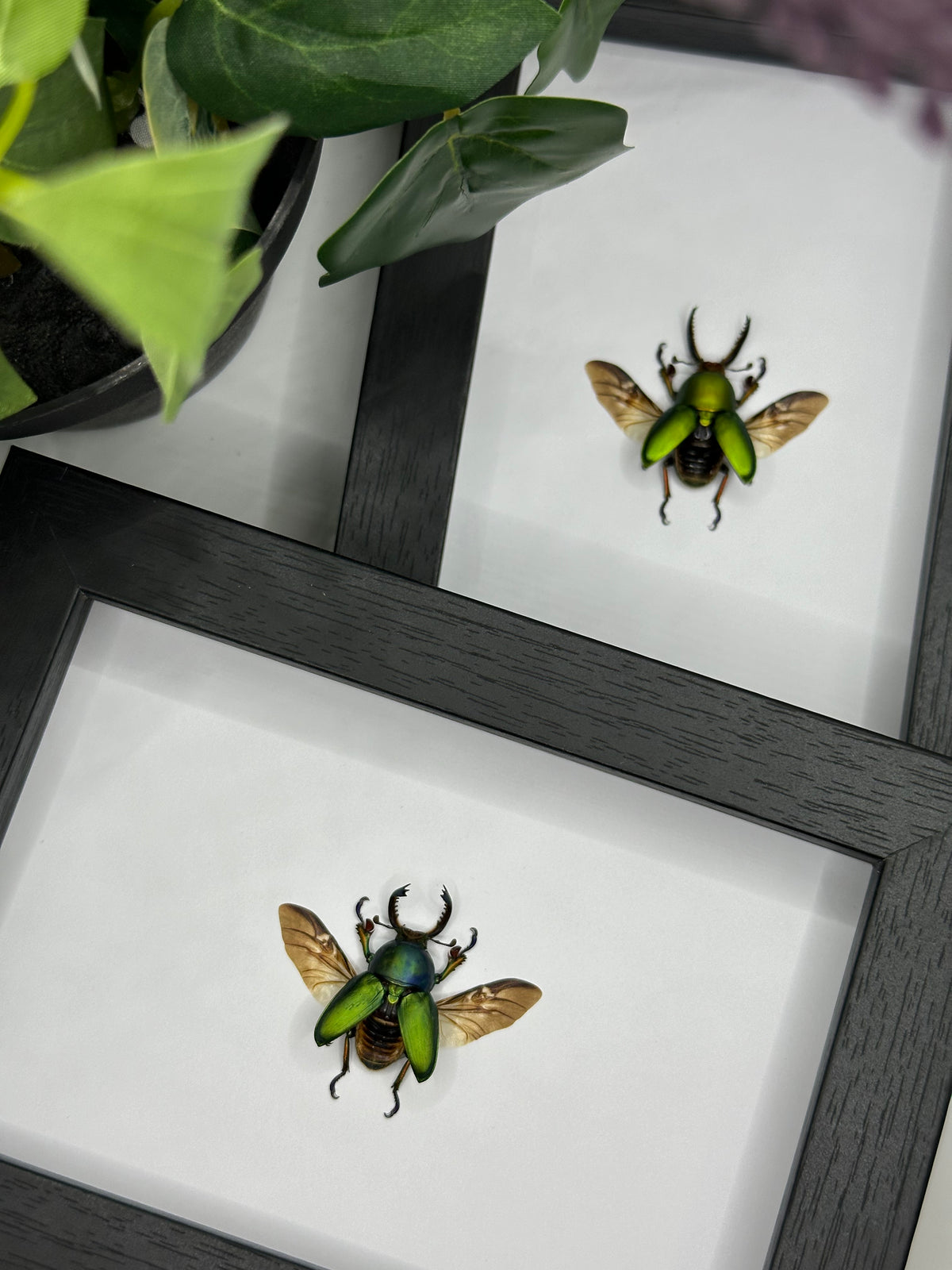 Saw-Tooth Stag Beetle / Lamprima Adolphinae in a frame | Spread