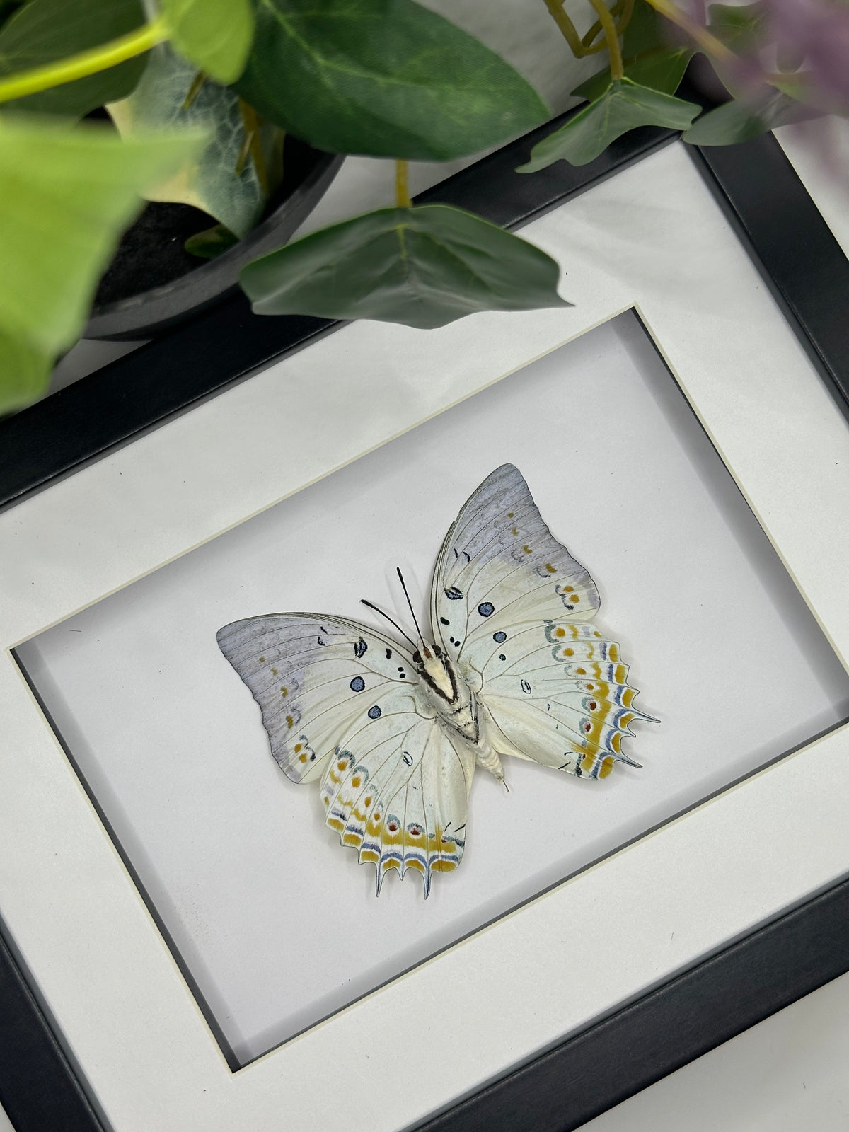 Polyura Delphis Concha Butterfly in a frame | Landscape