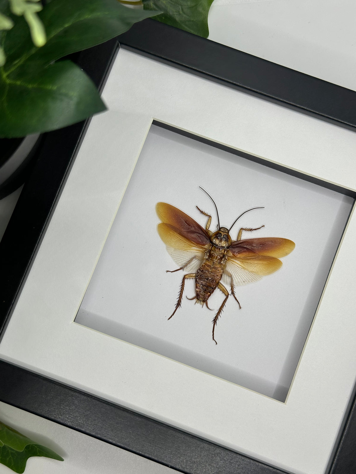 Australian Cockroach in a frame