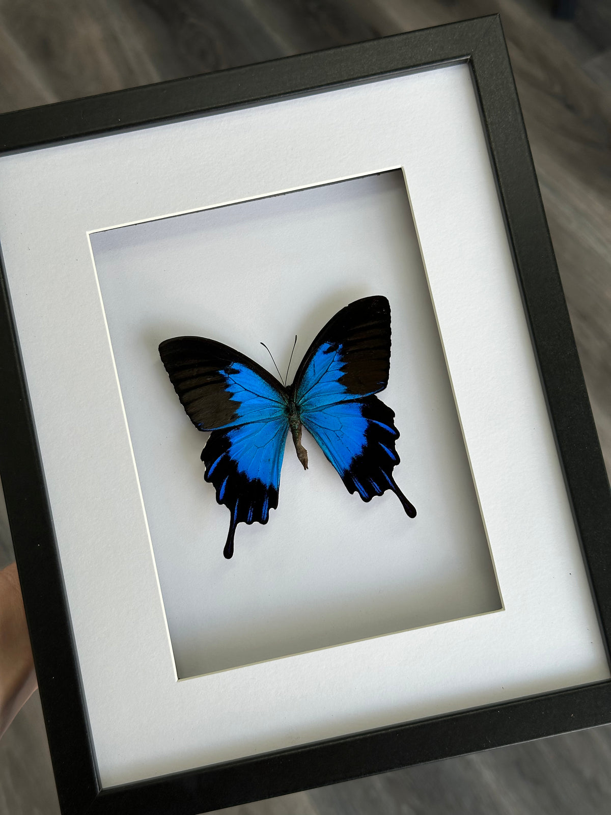 Papilio Ulysses Telegonus in a larger frame