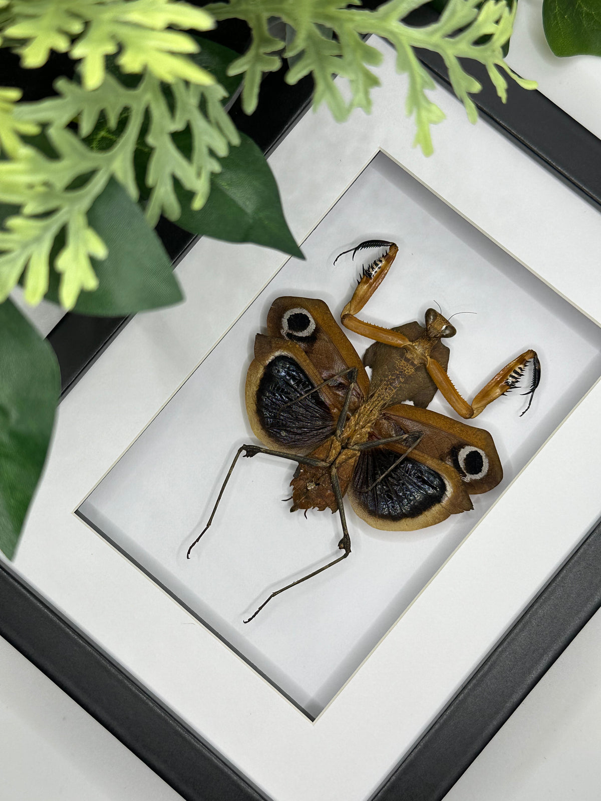 Giant Dead Leaf Mantis / Deroplatys Desiccata in a frame #1