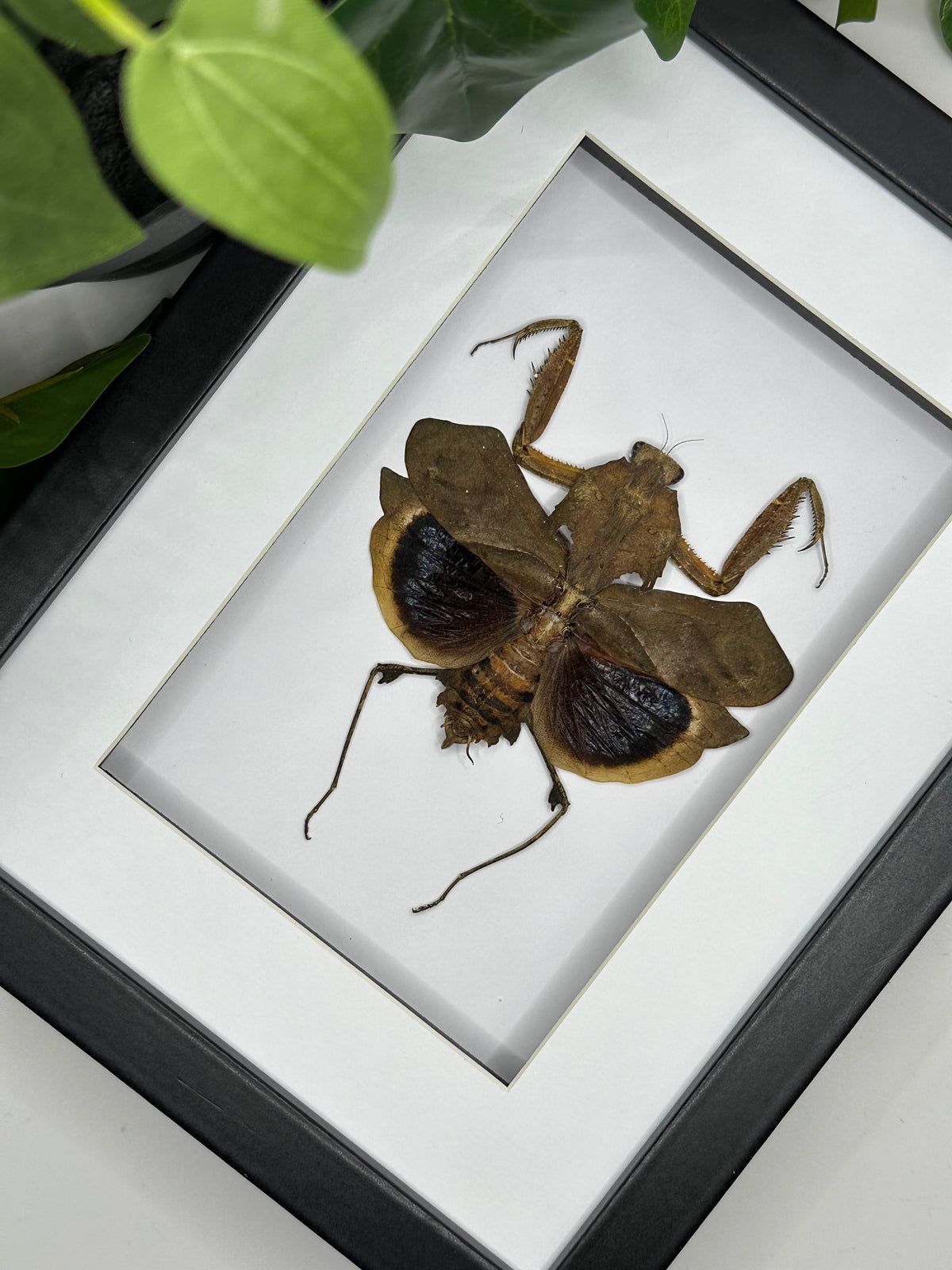 Giant Dead Leaf Mantis / Deroplatys Desiccata in a frame #2