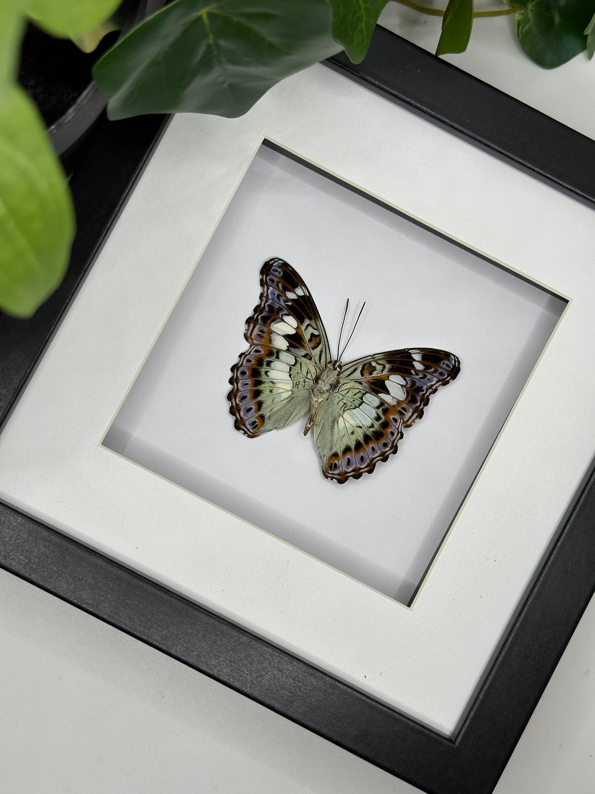 Brush Footed Butterfly / Moduza Urdaneta in a sqaure frame