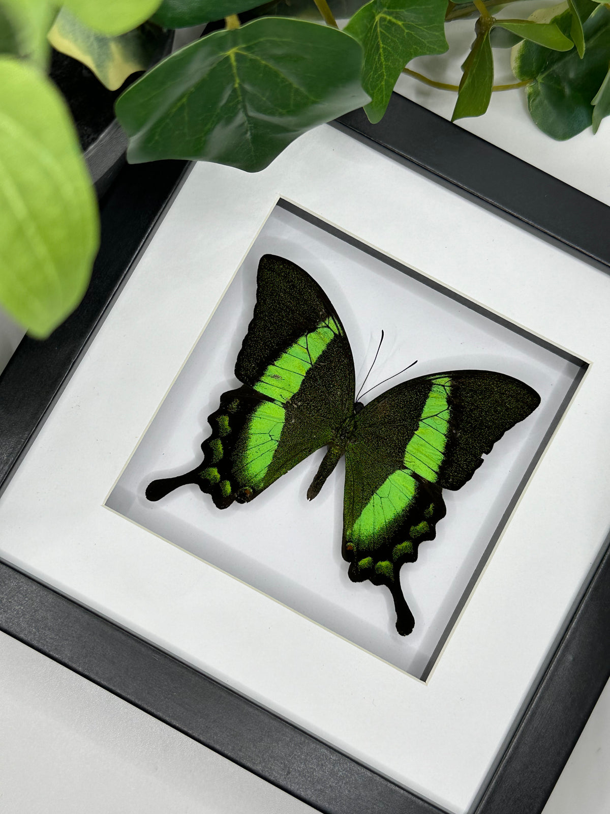 Emerald Peacock Swallowtail / Achillides Palinurus Daedalus in a square frame