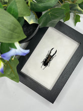 Load image into Gallery viewer, Stag Beetle / Cyclommatus Metallifer Finae in a frame
