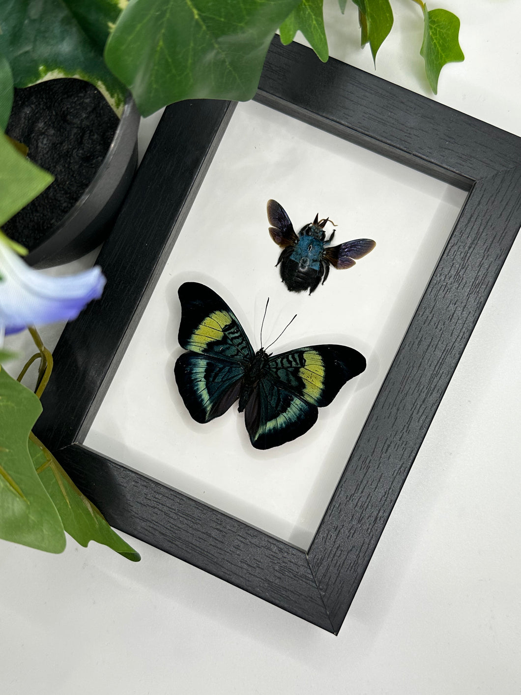 Duo Red Flash Butterfly & Blue Bee frame