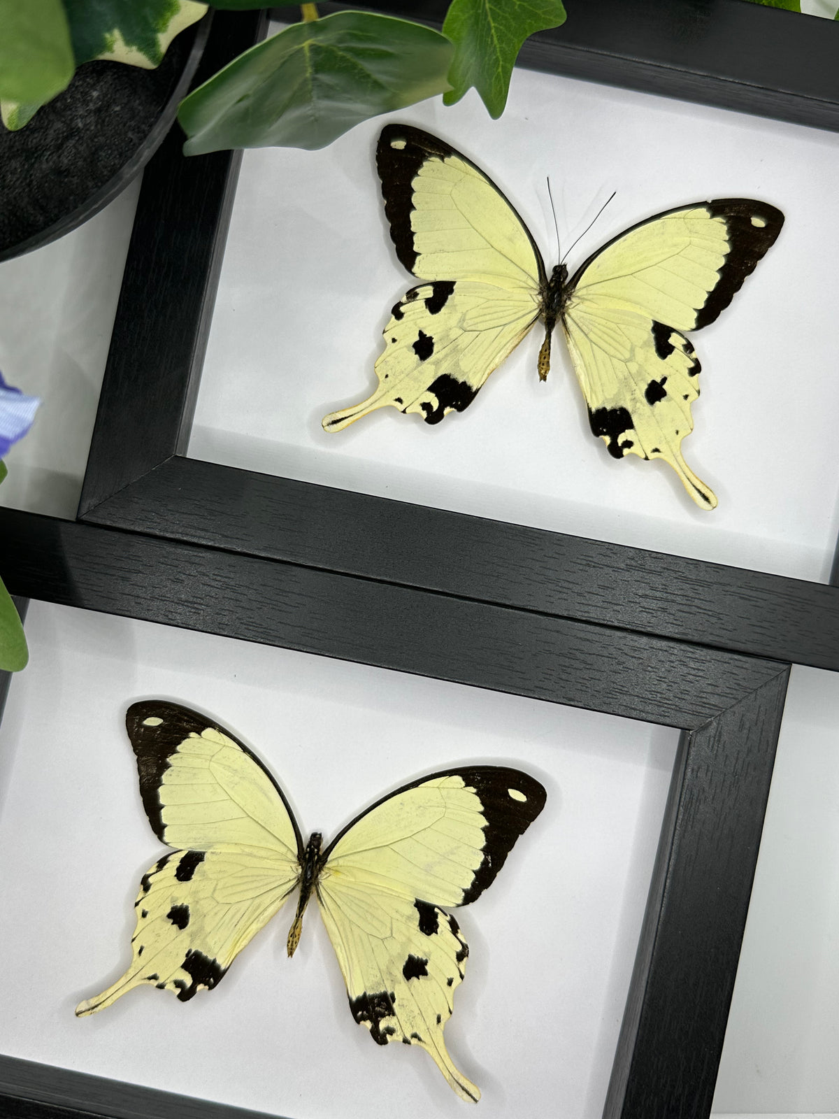 Mocker Swallowtail / Paplio Dardanus in a frame