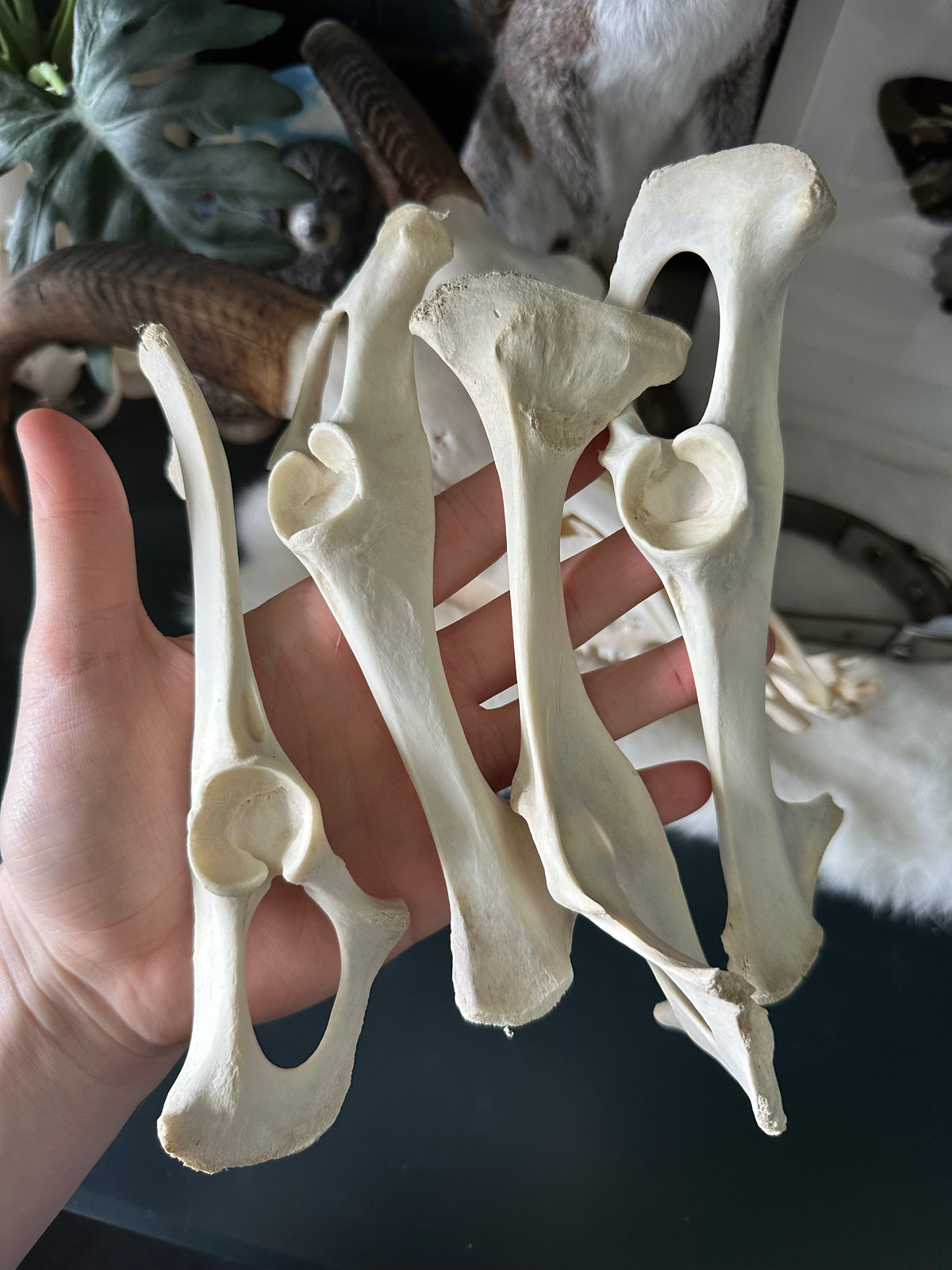 Goat Pelvic Bone