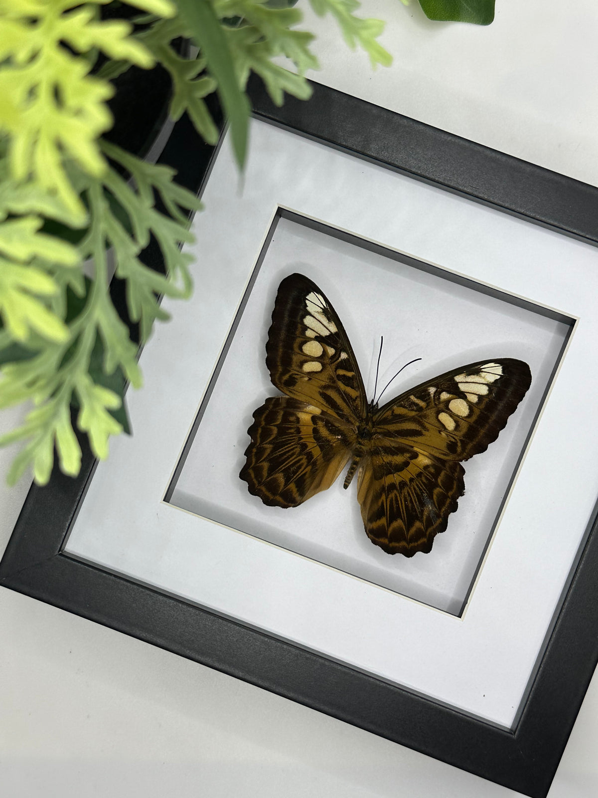Clipper Butterfly in a square frame