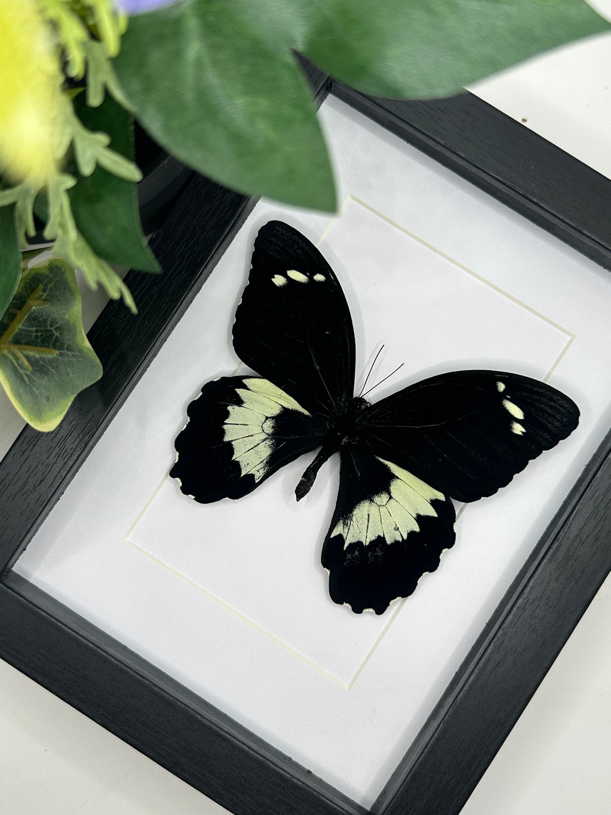 Papilio Aegeus Butterfly in a larger frame | Portrait