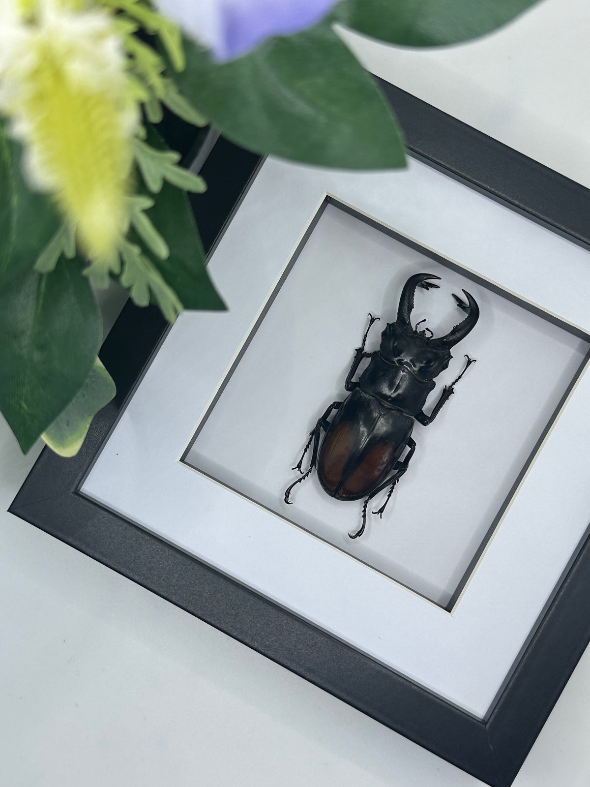Fighting Giant Stag Beetle / Hexarthrius Parryi in a frame