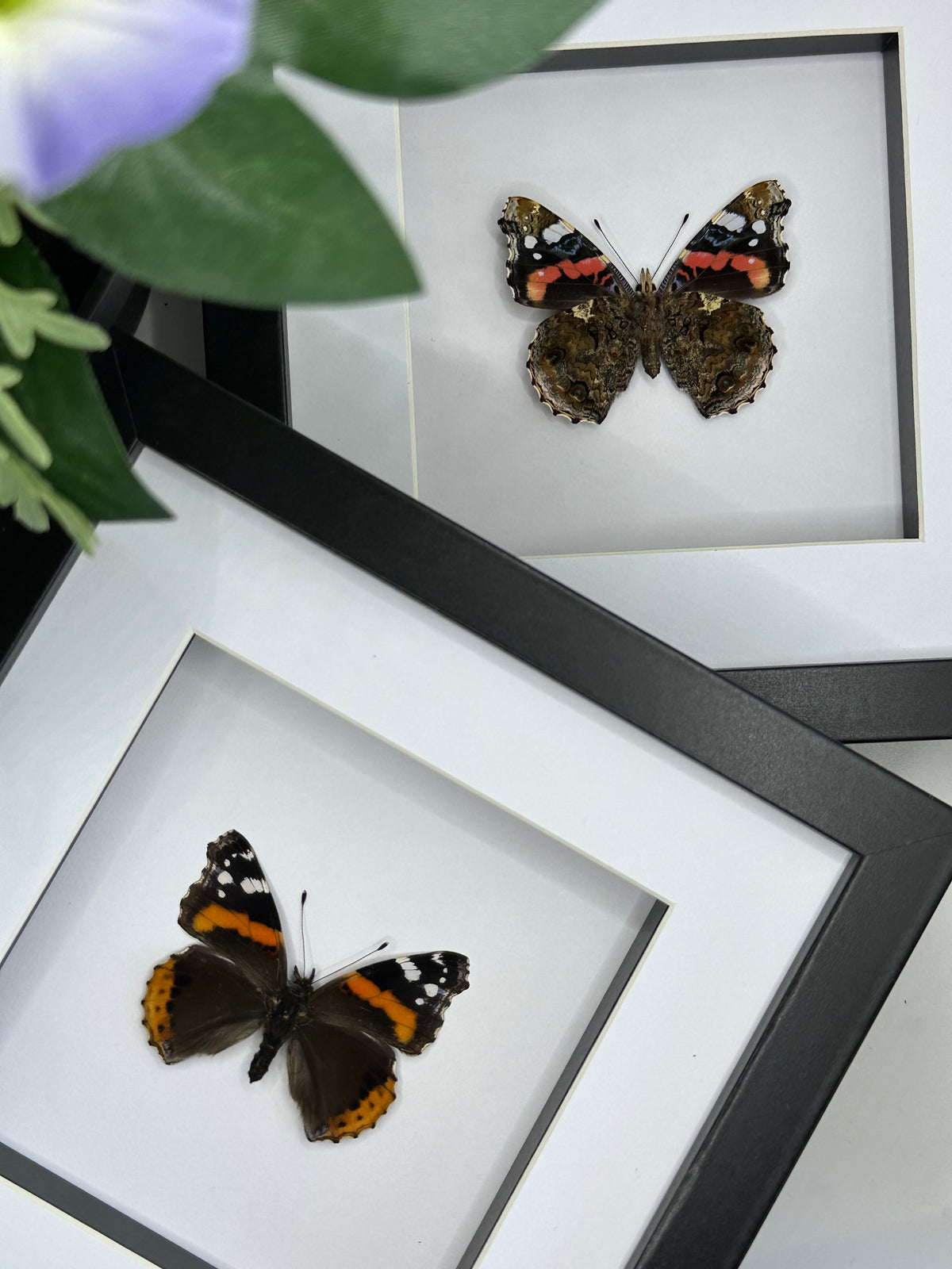 Red Admiral Butterfly / Vanessa Atalanta in a frame