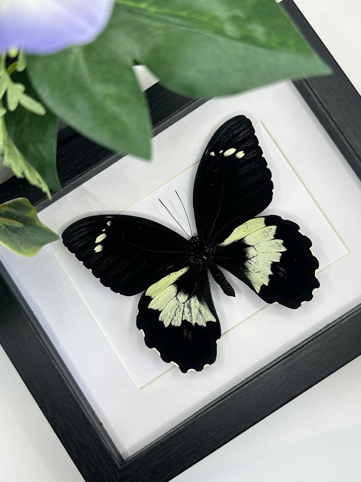Papilio Aegeus Butterfly in a larger frame | Landscape