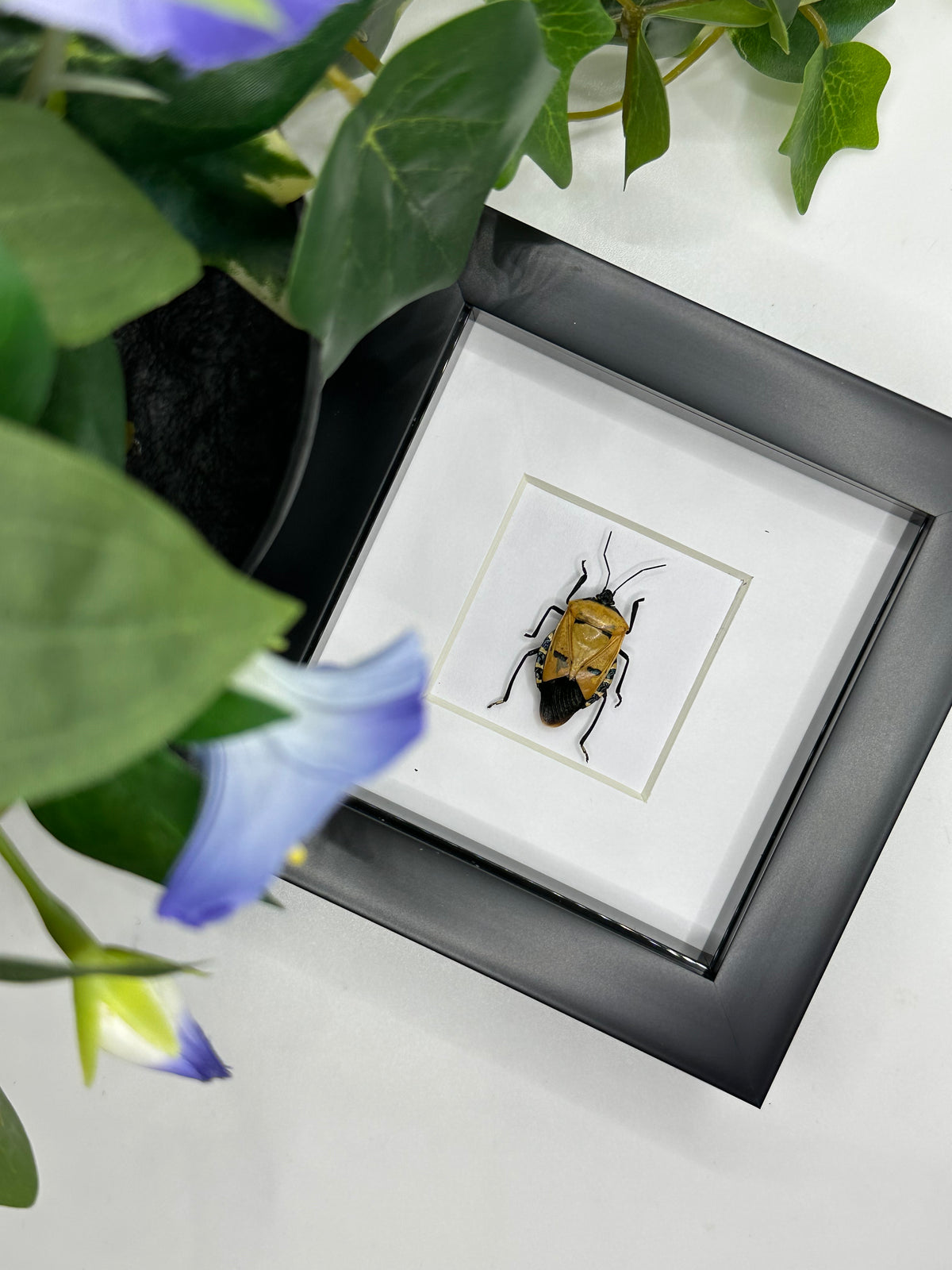 Man-faced Stink Bug / Catacanthus Incarnatus in a frame