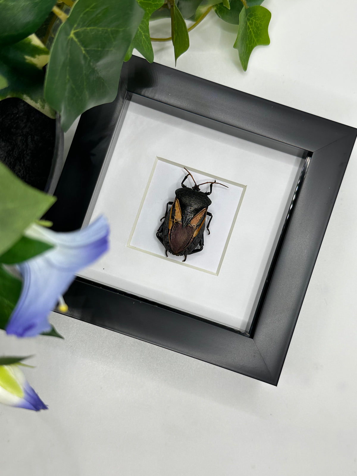 Shield Stink Bug / Oncomeris Flavicornis in a frame