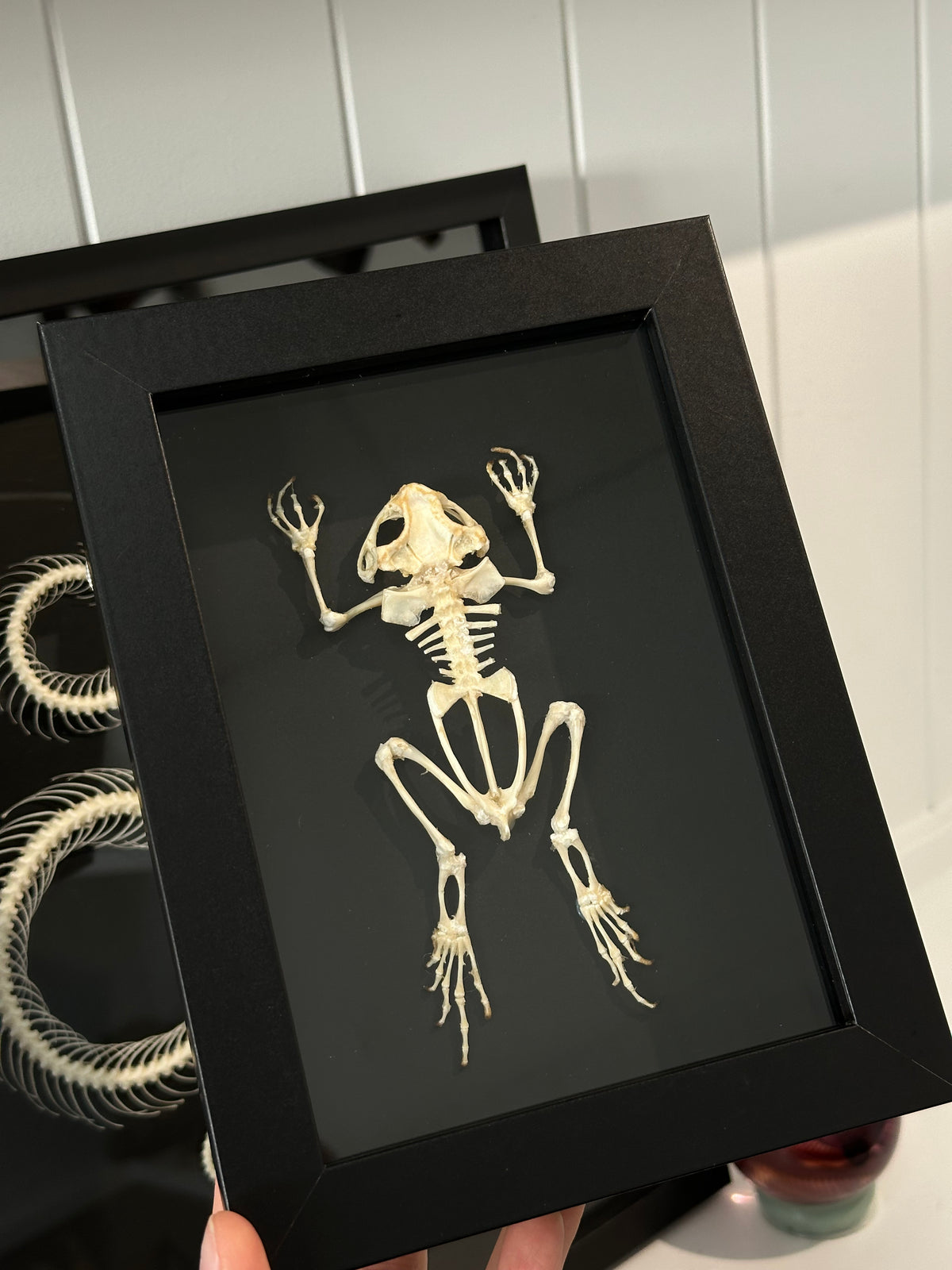 Small Frog Skeleton / Duttaphrynus Melanostictus in a frame