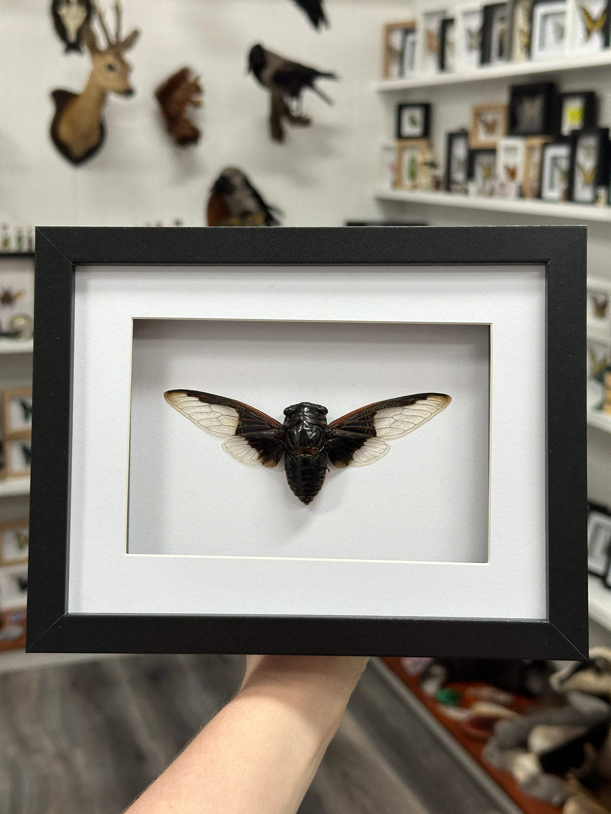 Batwing Cicada / Cryptotympana Aquilla in a frame