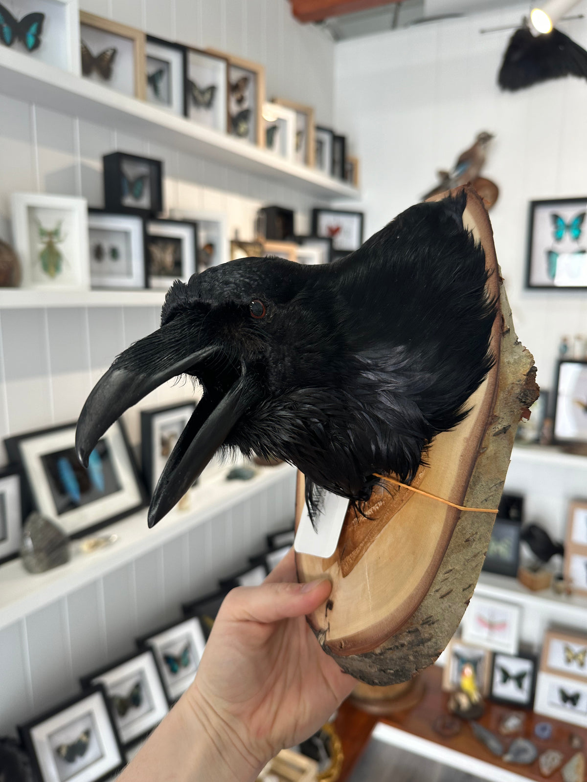Taxidermy Raven Head
