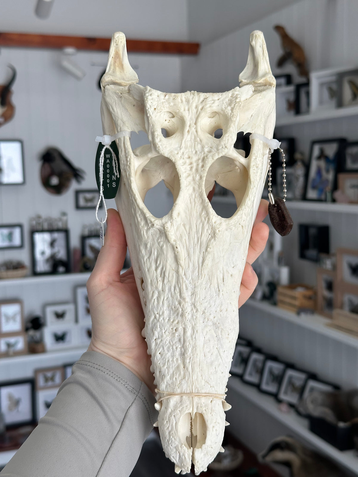 Australian Crocodile Skull #2