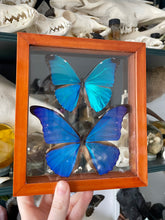 Load image into Gallery viewer, Blue Morpho Duo Butterfly Clear Frame
