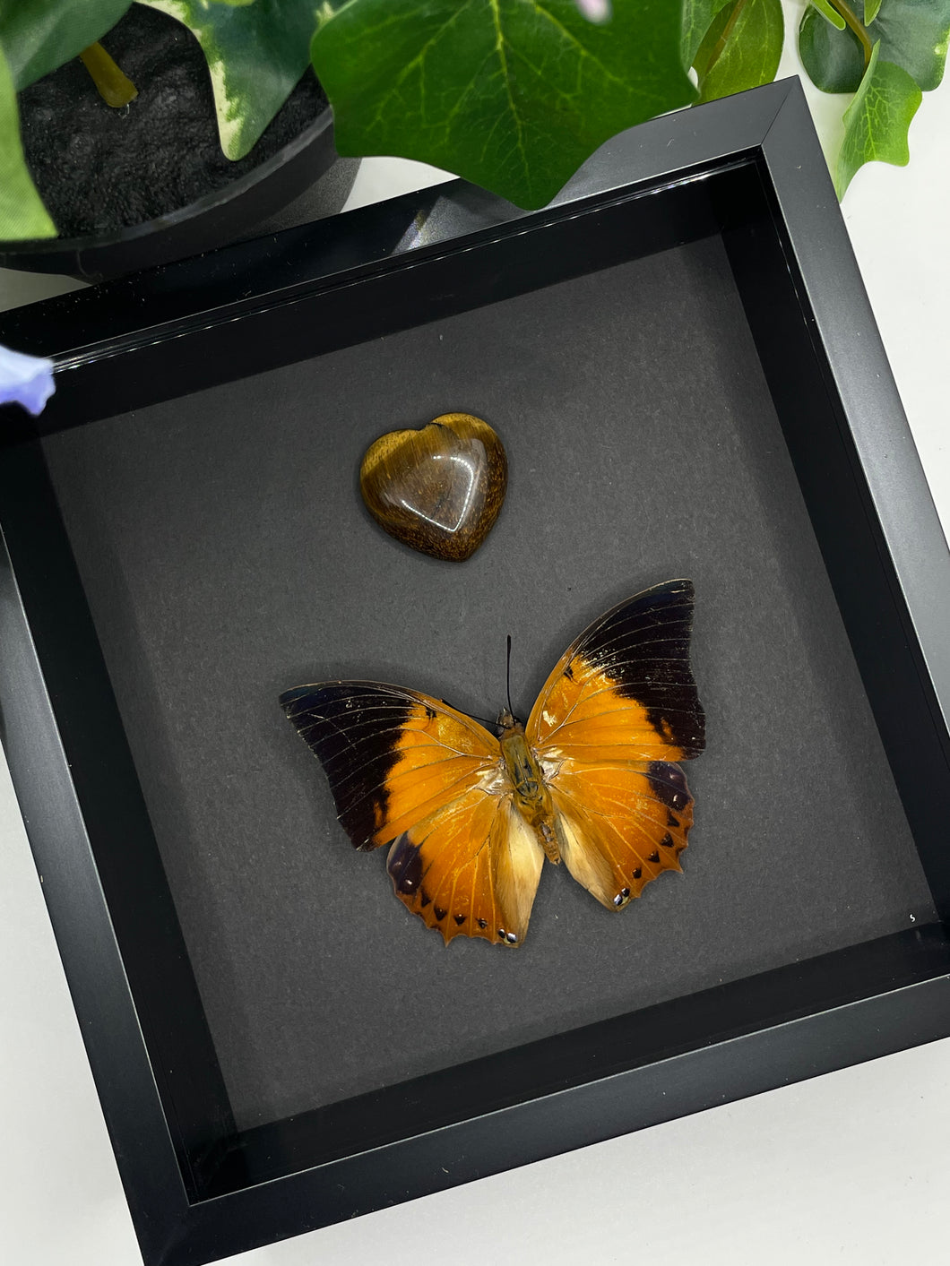 Charaxes Bernadus Butterfly in a frame + Tigers Eye
