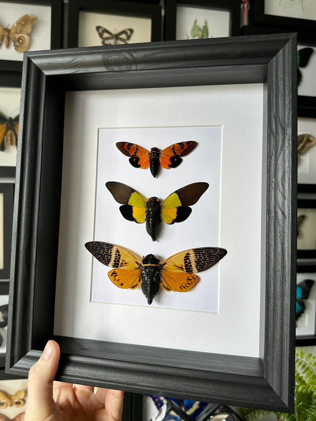 Orange Cicada Trio frame