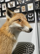 Load image into Gallery viewer, “Butters” XL Taxidermy Fox | Brisbane Pick Up ONLY - No Delivery
