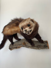 Load image into Gallery viewer, “Marvellous” Taxidermy Ferret
