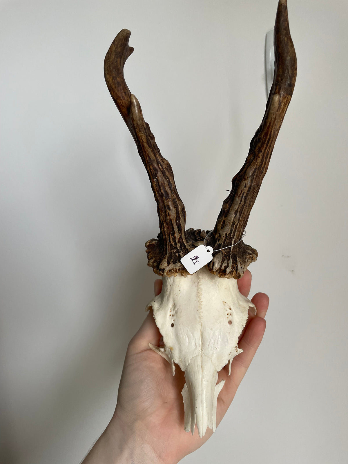Roe Deer Skull Cap #56