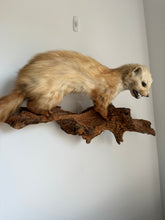 Load image into Gallery viewer, “Renaldo” Taxidermy Beech Marten
