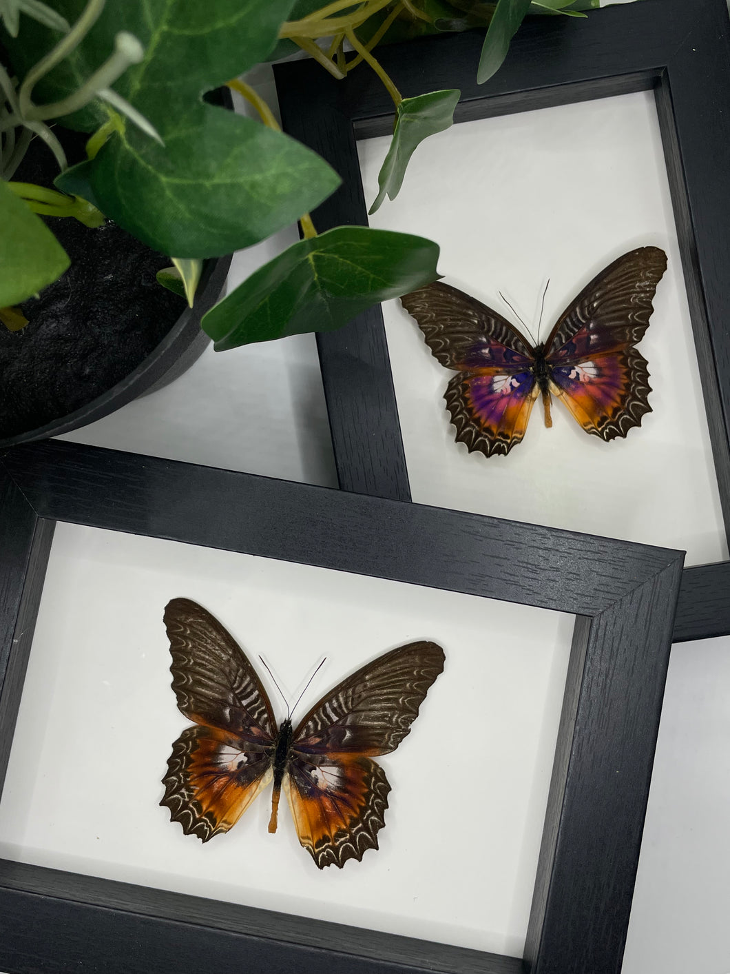 Violet Lacewing Butterfly / Cethosia Myrina in a frame
