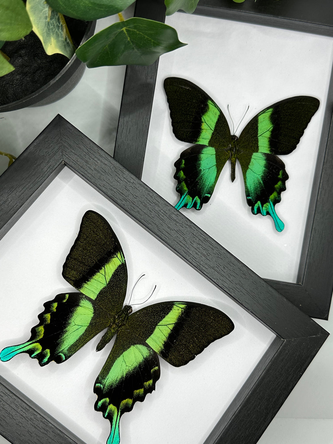 Green Swallowtail / Papilio Blumei in a frame