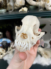 Load image into Gallery viewer, West Highland Terrier Dog Skull | Female
