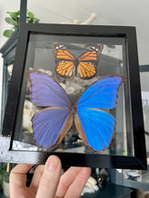Load image into Gallery viewer, Monarch &amp; Blue Morpho Duo Clear Frame
