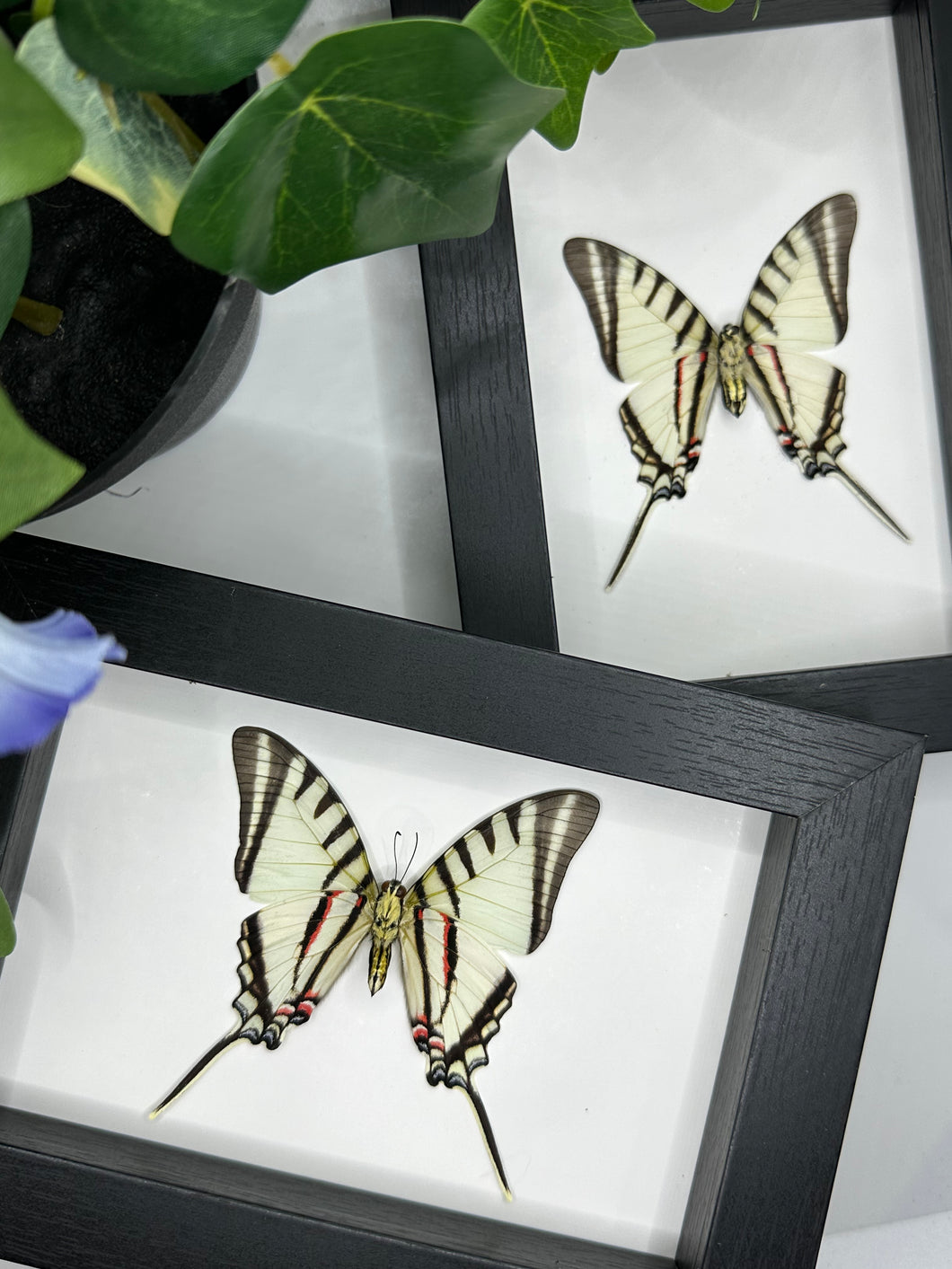 Short-Lined Kite Swallowtail / Eurytides Agesilaus in a frame