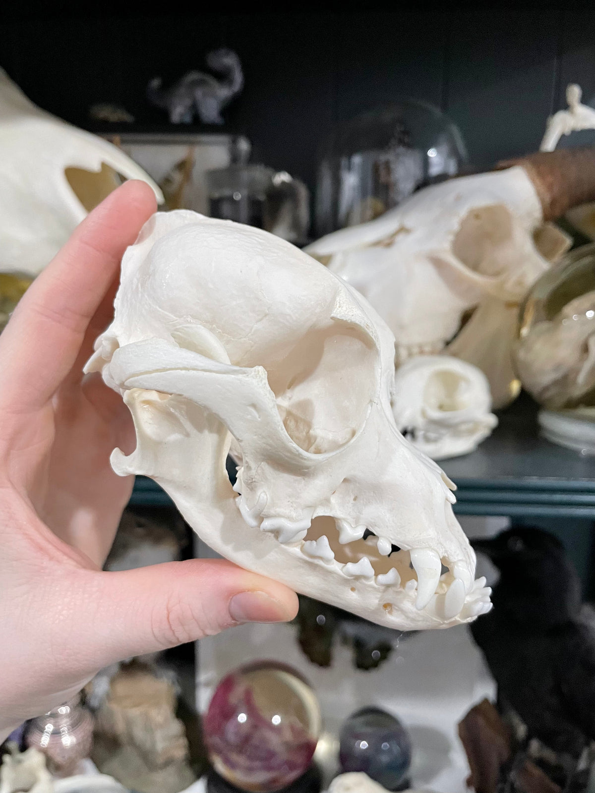 Chinese Crested Dog Skull | Female