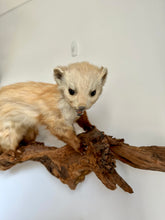 Load image into Gallery viewer, “Renaldo” Taxidermy Beech Marten
