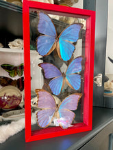 Load image into Gallery viewer, Blue Morpho Trio in a Clear Frame
