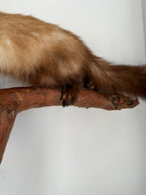 Load image into Gallery viewer, “Grem” Taxidermy Beech Marten

