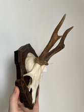 Load image into Gallery viewer, Deer Skull Shield + Jaw Bone #54
