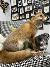Load image into Gallery viewer, “Butters” XL Taxidermy Fox | Brisbane Pick Up ONLY - No Delivery
