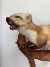Load image into Gallery viewer, “Grem” Taxidermy Beech Marten
