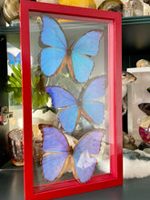 Load image into Gallery viewer, Blue Morpho Trio in a Clear Frame

