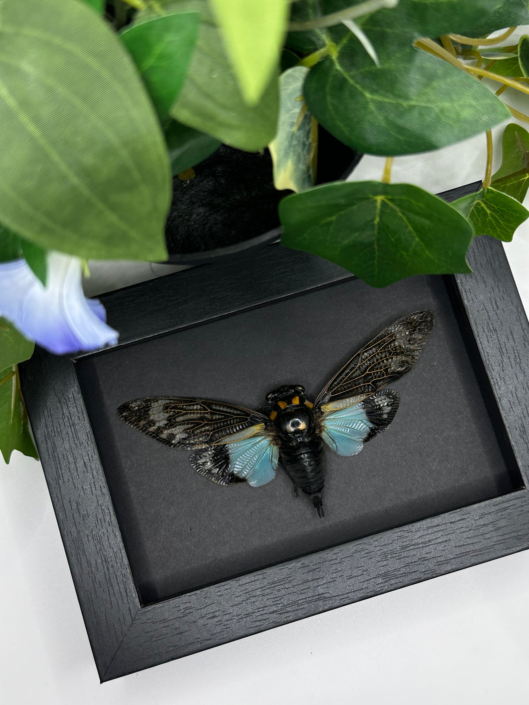 Tosena Splendida Cicada in a frame | Black