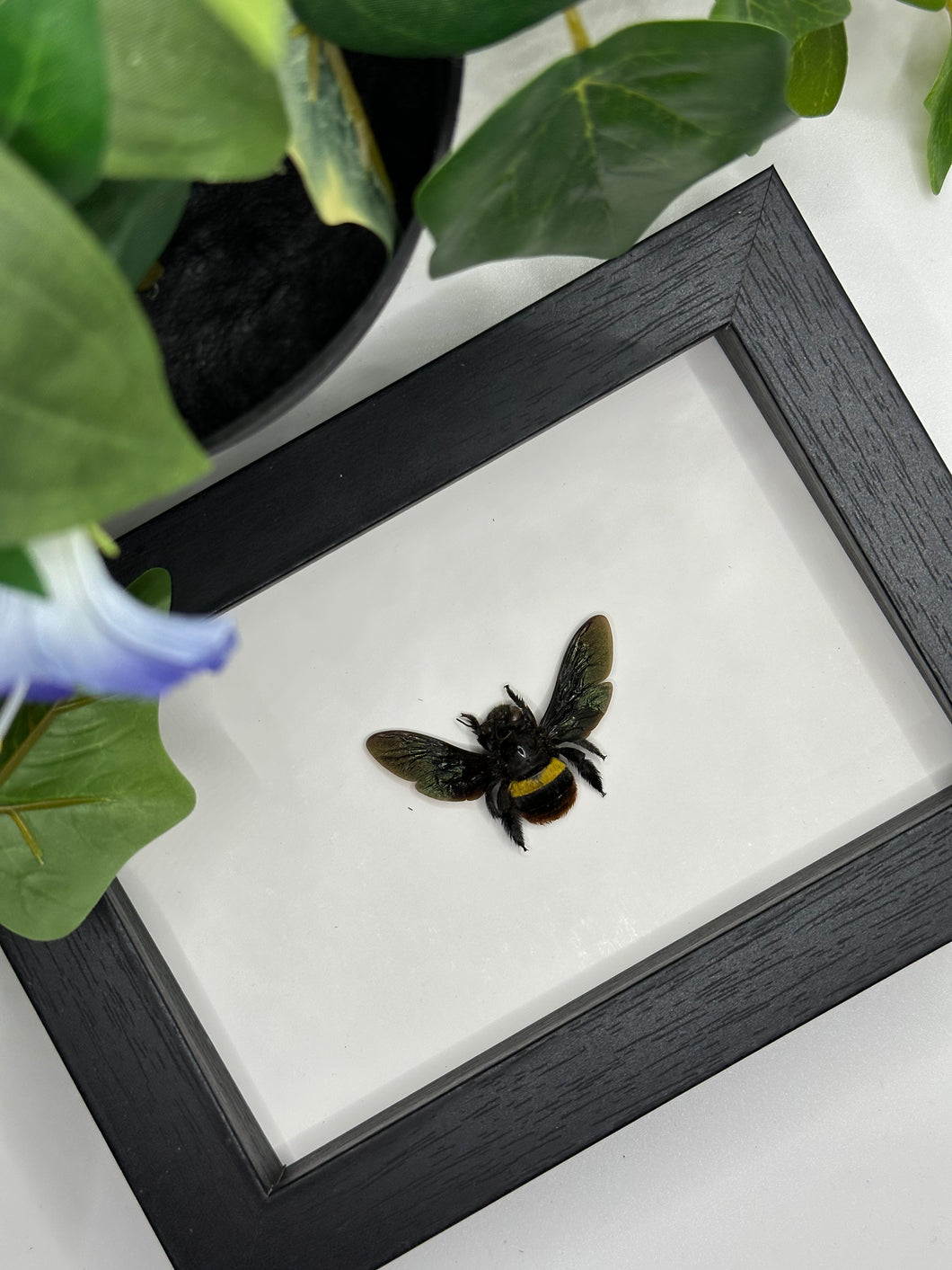 Tricoloured Carpenter Bee / Xylocopa Tricolor in a frame